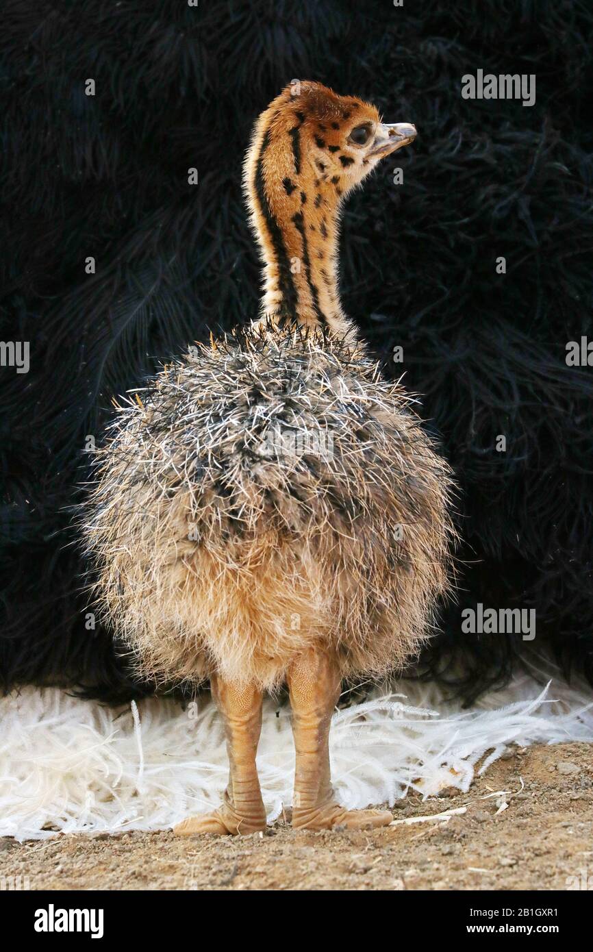 Autruche (Struthio campelus), autruche debout par son père, portrait complet, Afrique du Sud, Lowveld, Parc national Krueger Banque D'Images