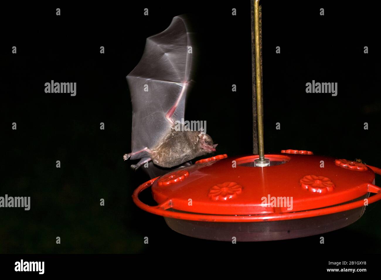 Chauve-souris à longues tonneaux, chauve-souris à longue tongure de Pallas (Glossophaga soricina), se nourrissant à un hacher de colibris, vue latérale, Brasilia Banque D'Images