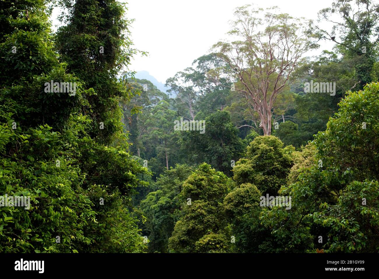 Forêt tropicale dans la vallée de Danum, Malaisie, Bornéo Banque D'Images