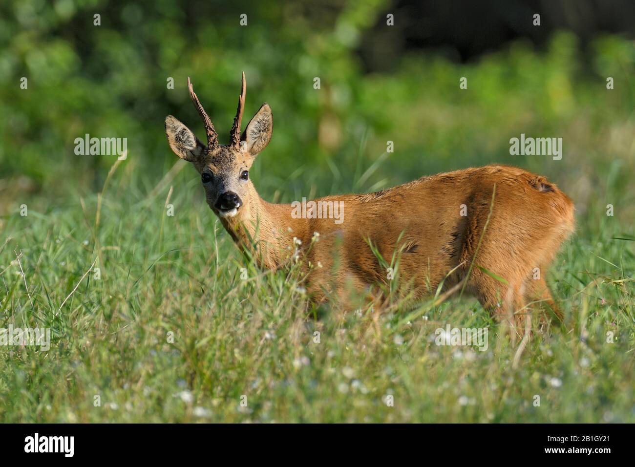 Cerf de Virginie (Capreolus capreolus), roe-buck debout sur herbe, Pays-Bas, Westerheide Banque D'Images