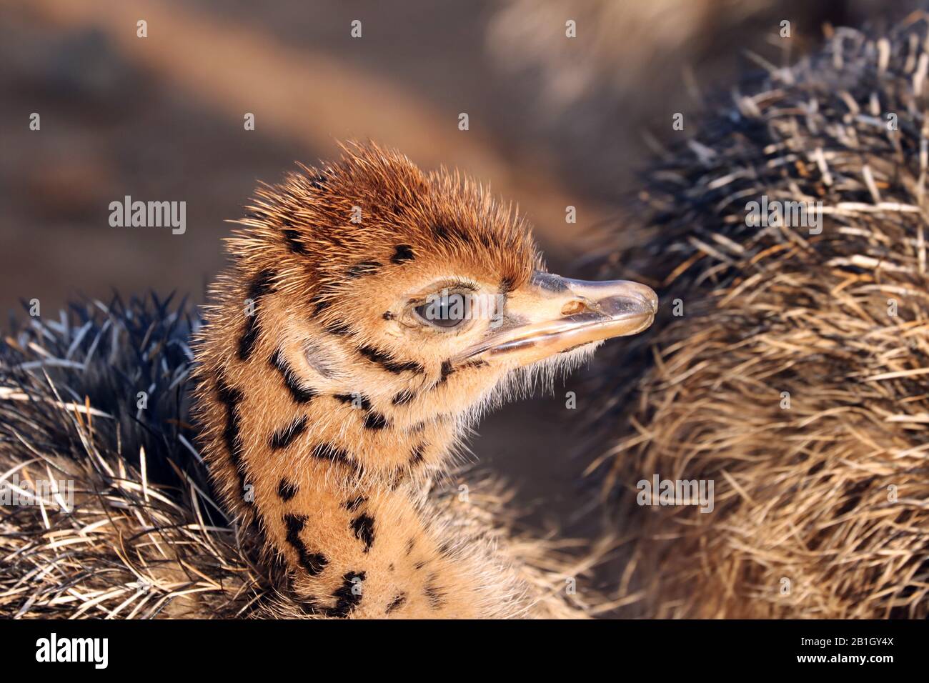 Autruche (Struthio camelus), autruche chick, portrait, Afrique du Sud, Lowveld, Parc national Krueger Banque D'Images