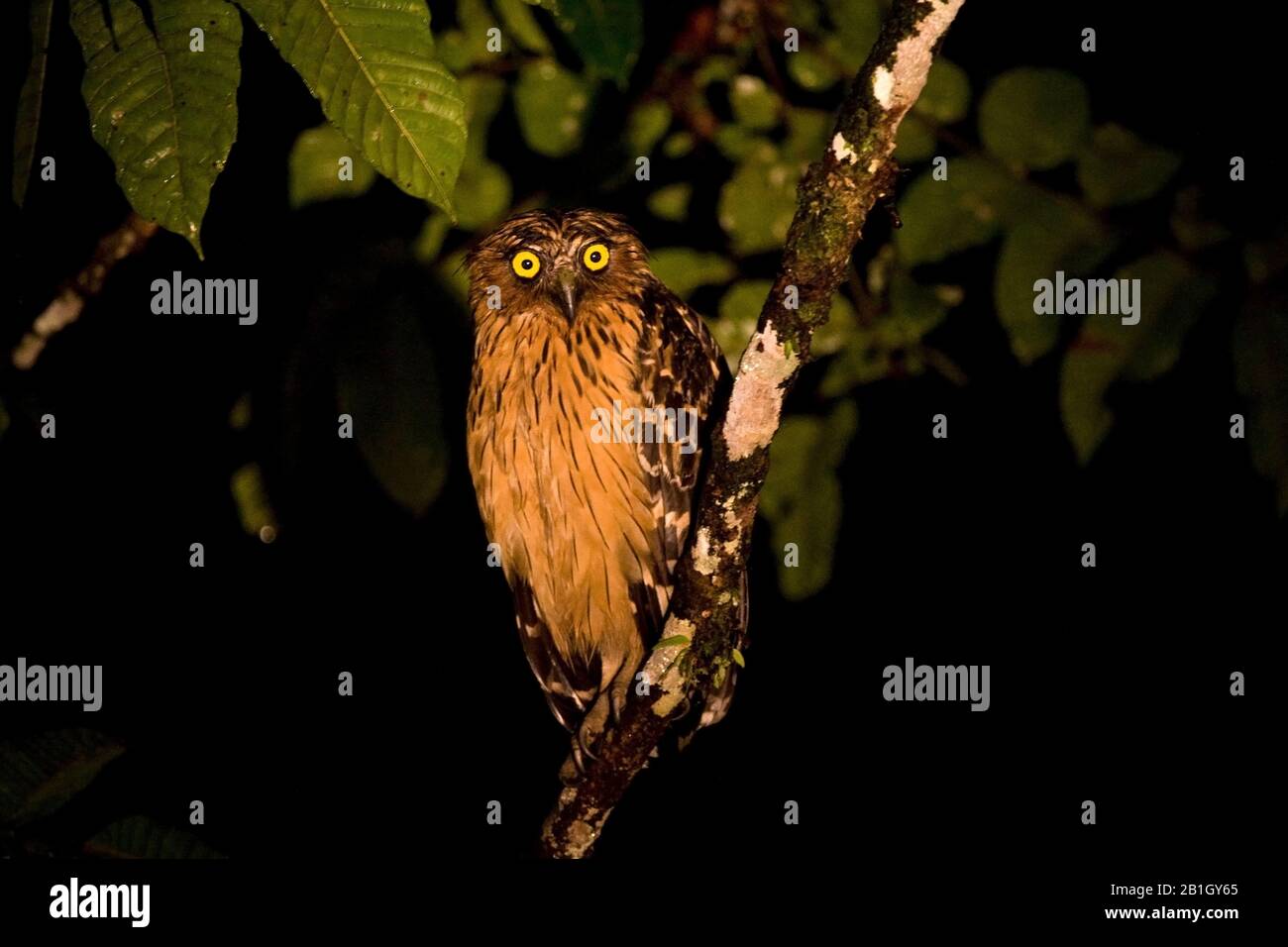 Buffy Fish Owl, Malay Fish Owl (Bubo ketupu, Ketupa ketupu), perché sur une branche dans la nuit, vue de face, Malaisie, Bornéo Banque D'Images