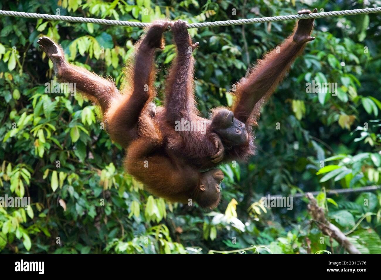 Bornean orangutan (Pongo pygmaeus pygmaeus), femelle avec de jeunes grimpants accrochés sur une corde, Malaisie, Bornéo, Sépilok Orangutan Rehabilitation Center Banque D'Images
