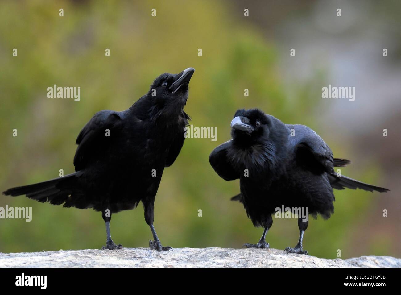 Corbeau commun (Corvus corax), deux corbeaux communs, Norvège Banque D'Images