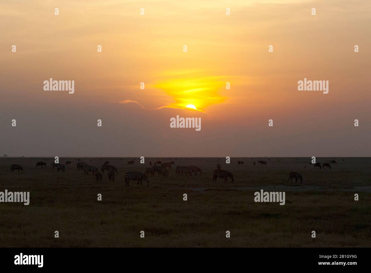 Zébrée commune (Equus quagga), wildebeest mixte - et Zebraherd à savane, Kenya, Parc national d'Amboseli Banque D'Images