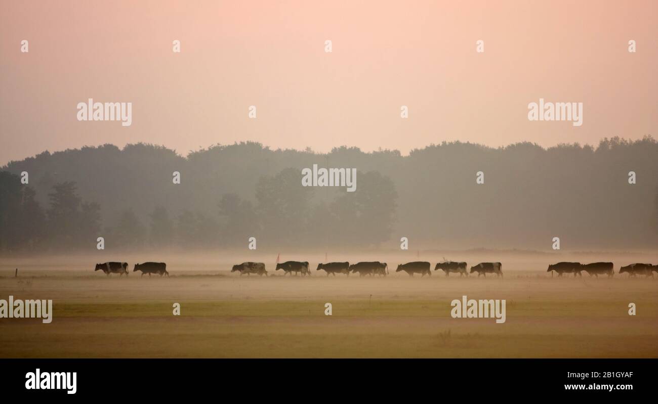 Bovins domestiques (Bos primigenius F. taurus), bovins laitiers au brouillard matinal, Pays-Bas Banque D'Images