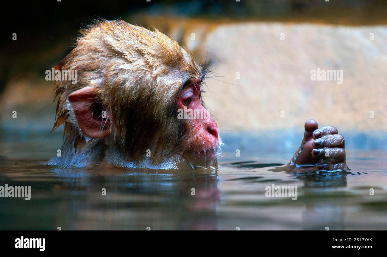 Macaque japonais, singe de neige (Macaca fuscata), petit bain de singe dans un printemps chaud, vue latérale, Japon Banque D'Images