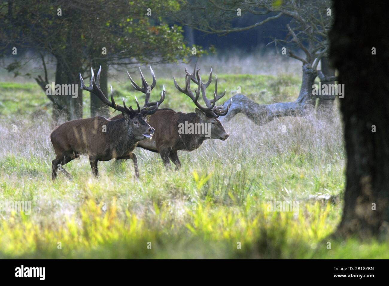 Cerf rouge (Cervus elaphus), deux cerfs en conflit dans un pré pendant le temps de rutting, vue latérale, Danemark, Zélande (Danemark) Banque D'Images