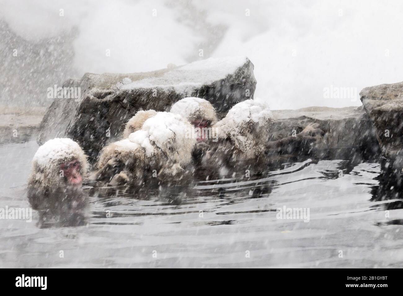 Macaque japonais, singe neige (Macaca fuscata), quatre singes neige assis dans un printemps chaud pendant la neige tombée, Japon, Nagano, Jigokudani Yaen Koen Banque D'Images
