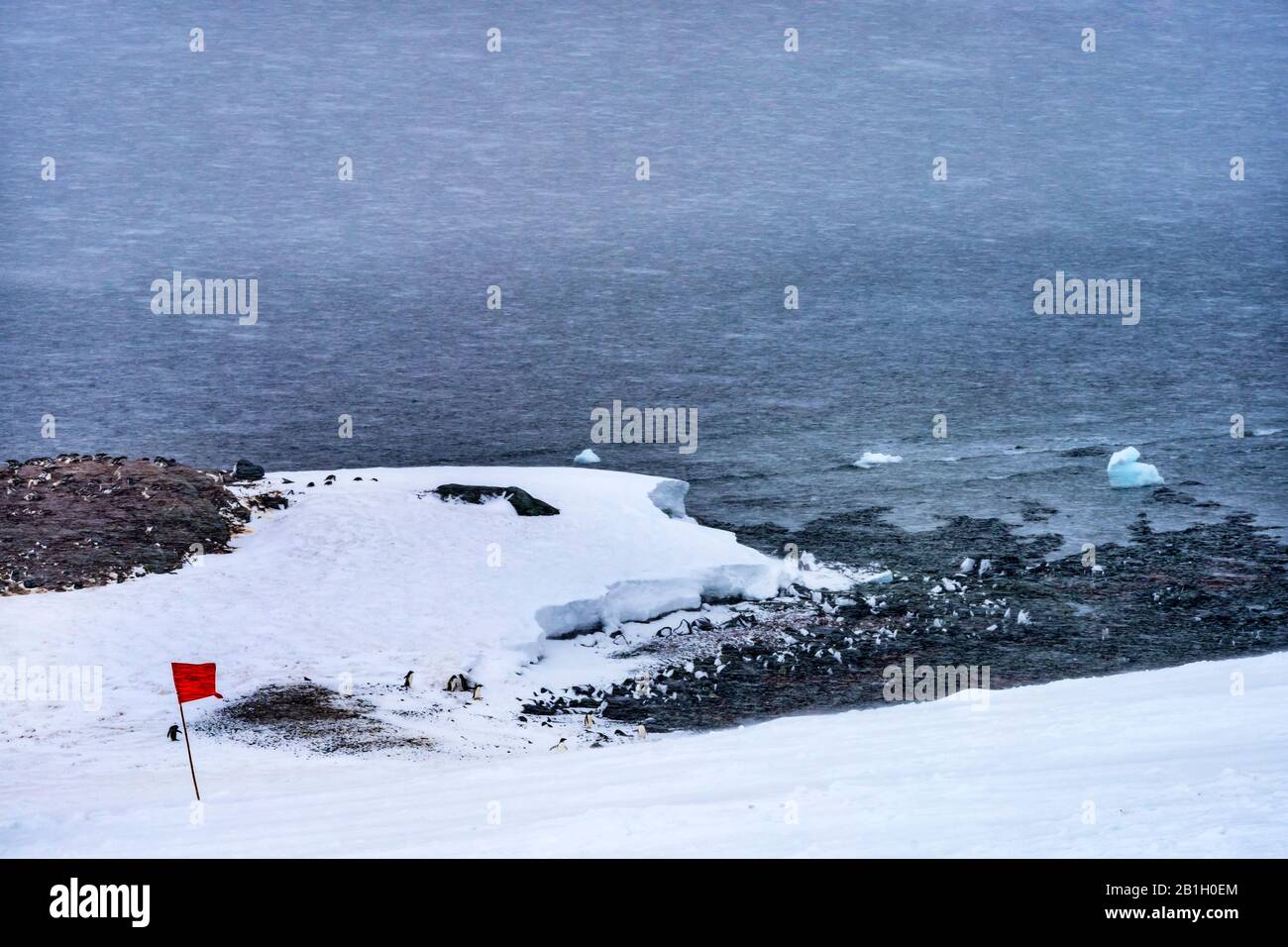 Neige Sur L'Autoroute Gentoo Penguins Tempête De Neige Dans Le Port De Mikkelsen Antarctique Péninsule Antarctique. Banque D'Images