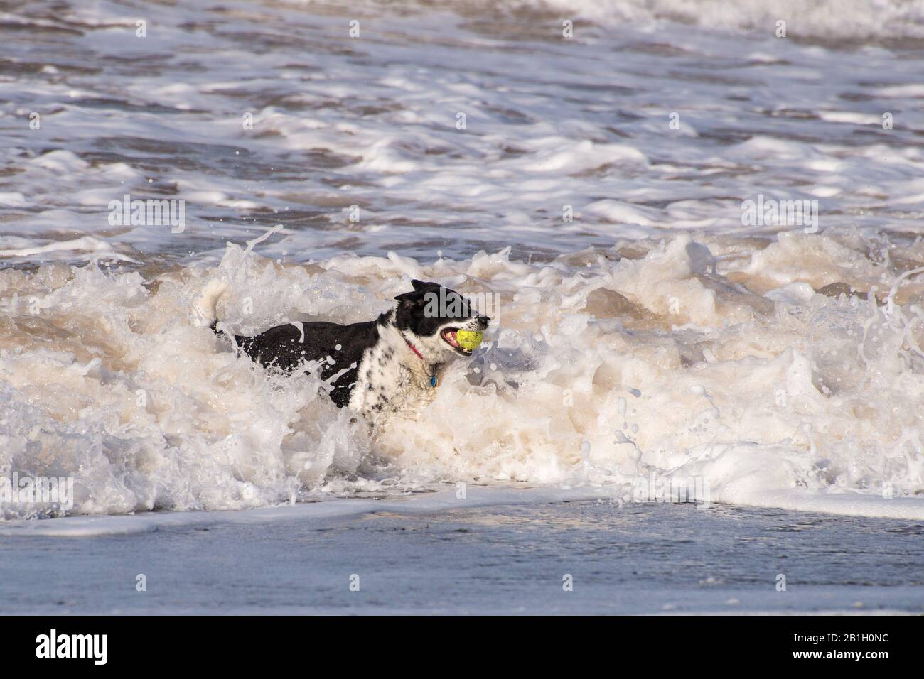 Un chien noir et blanc avec une balle de tennis dans une vague de rupture sur une plage. Le chien est un Collie de bordure de cheveux court. Banque D'Images