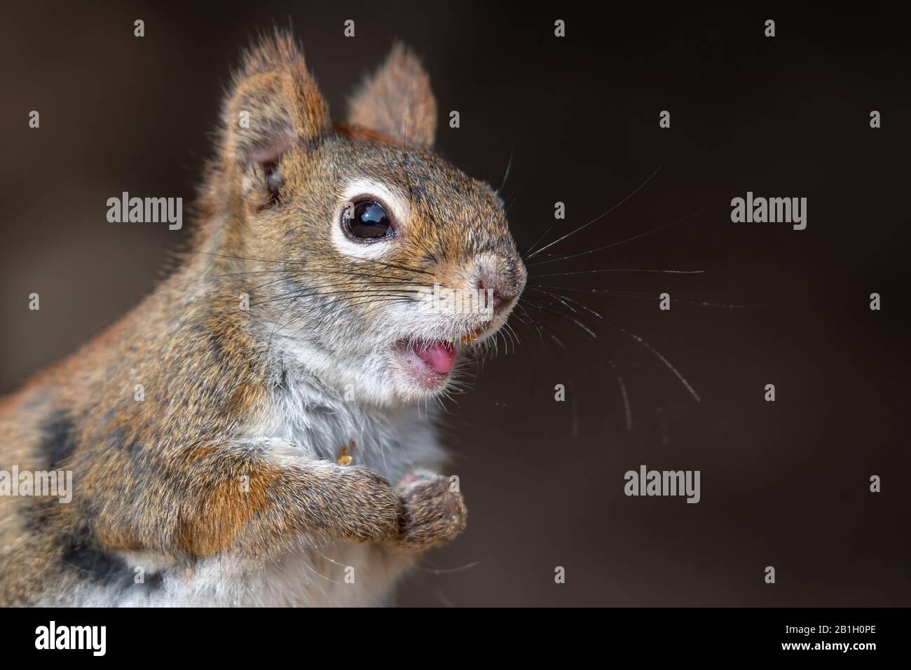 Un closeup du visage os un petit écureuil rouge. L'écureuil tient ses pattes ensemble et sourit. Banque D'Images