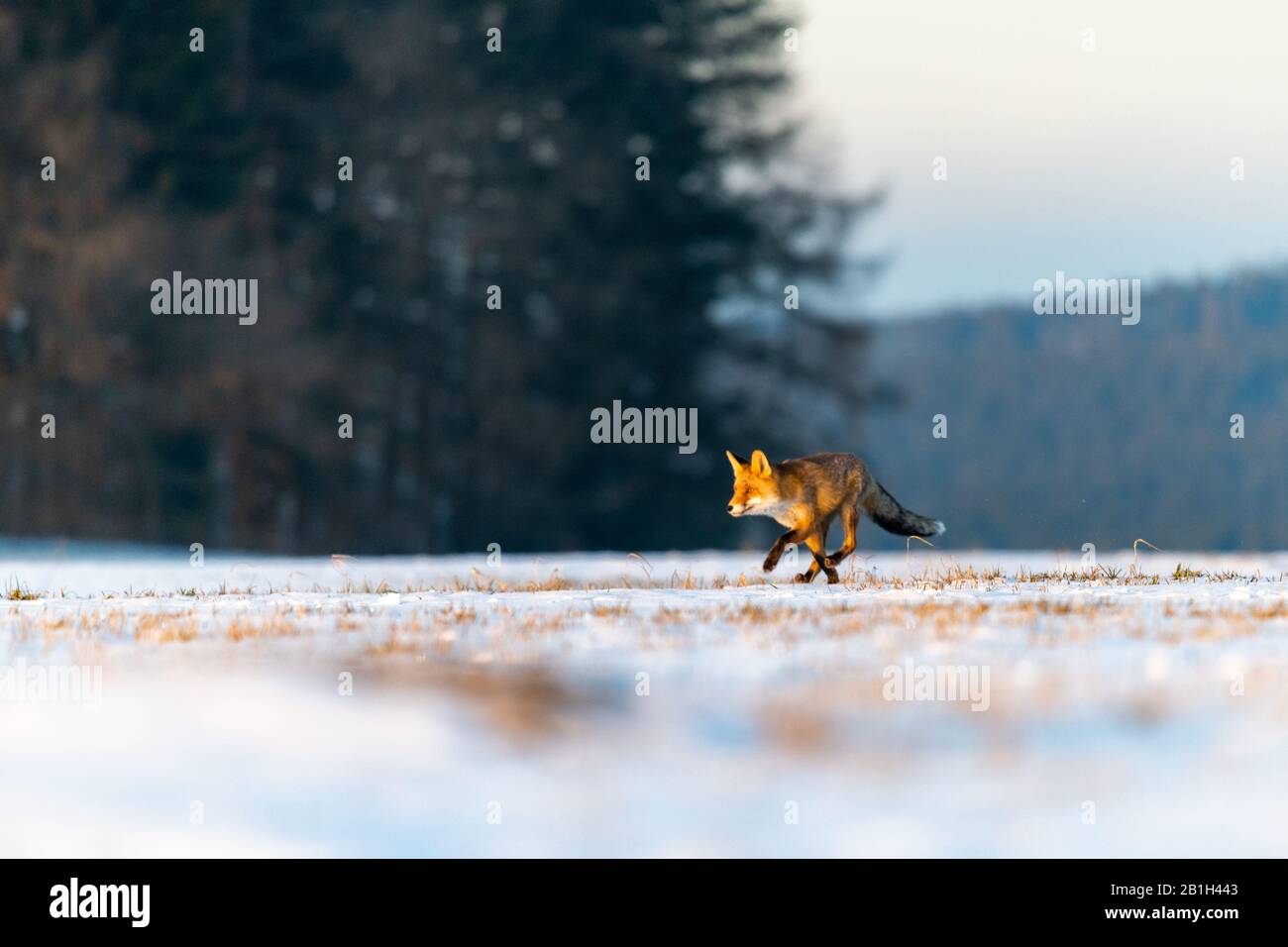 Renard rouge (Vulpes Vulpes) s'exécutant sur un pré couvert de neige. En arrière-plan est une forêt. Matin d'hiver, lumière dorée douce. Le renard est sur le hun Banque D'Images