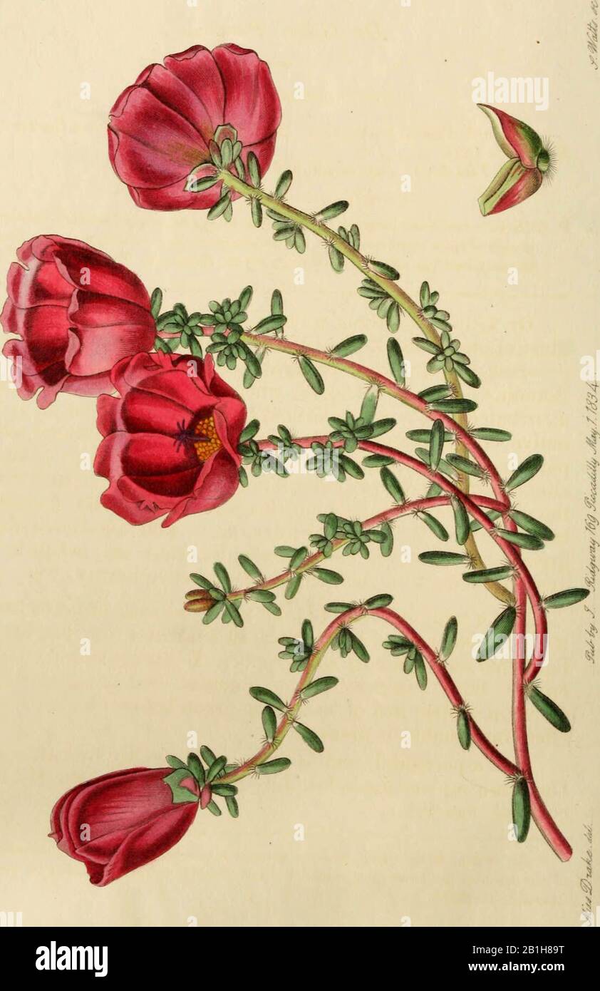 Registre botanique 'Edwards', ou, jardin de fleurs ornementales et shrubbéry ..' (1829-1847) Banque D'Images