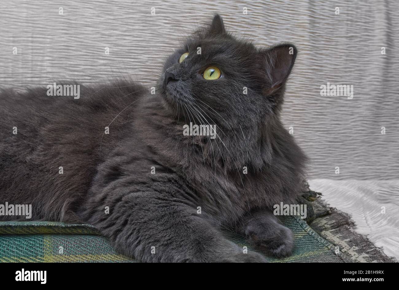 Nebelung Cat Banque D Image Et Photos Alamy