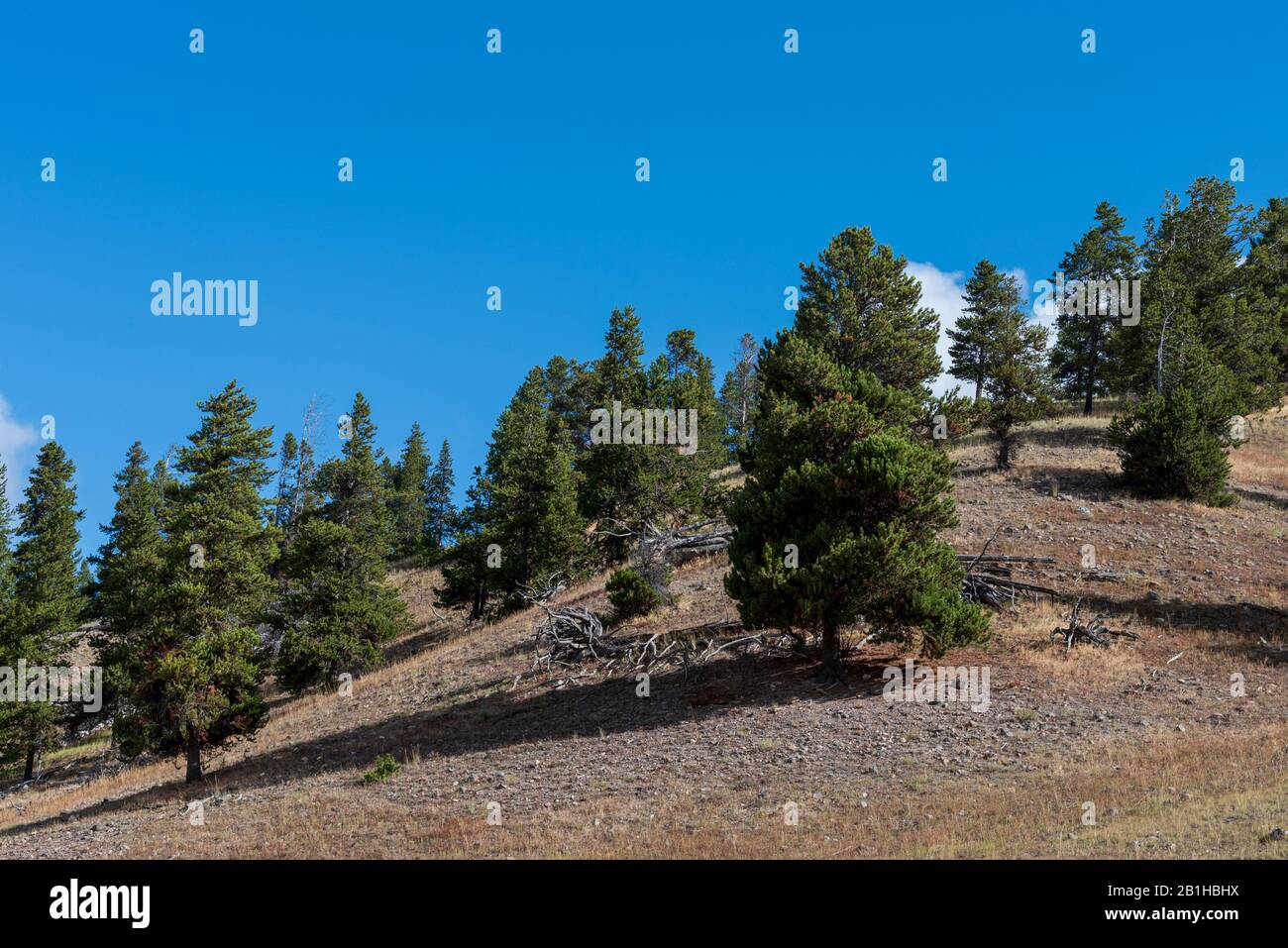 Colline avec pins verts sous un ciel bleu. Banque D'Images