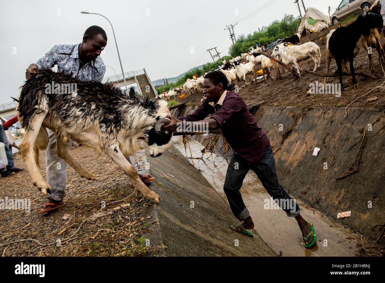 Scène sur un marché Ram au Nigeria. Au Nigeria, des marchés plus dynamiques comme celui-ci sont généralement au printemps près des routes principales, des semaines ou des jours avant les célébrations de l'Eid. Banque D'Images