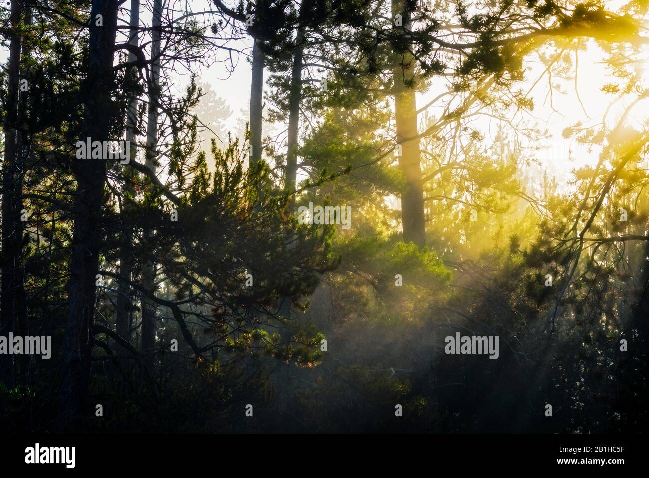 Lumière du soleil jaune glorieuse qui se fait passer par les contreforts. Banque D'Images