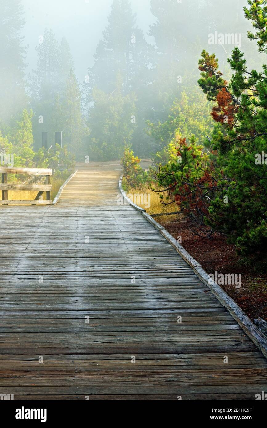 Chemin en bois menant à travers la forêt verte par une journée brumeuse. Banque D'Images