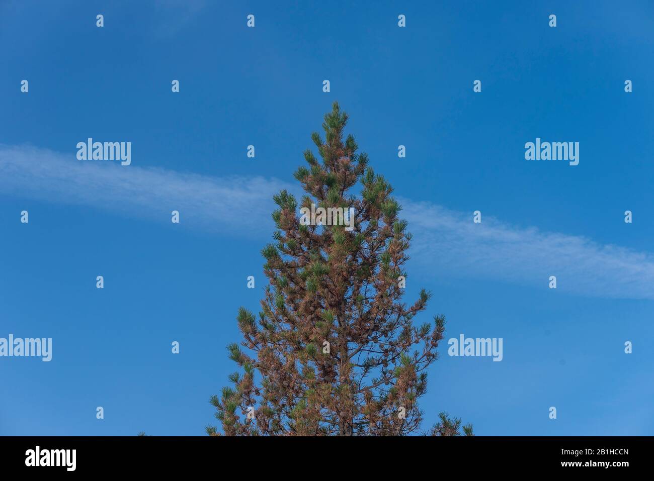Pinède contre un ciel bleu avec un seul nuage blanc passant derrière l'arbre. Banque D'Images