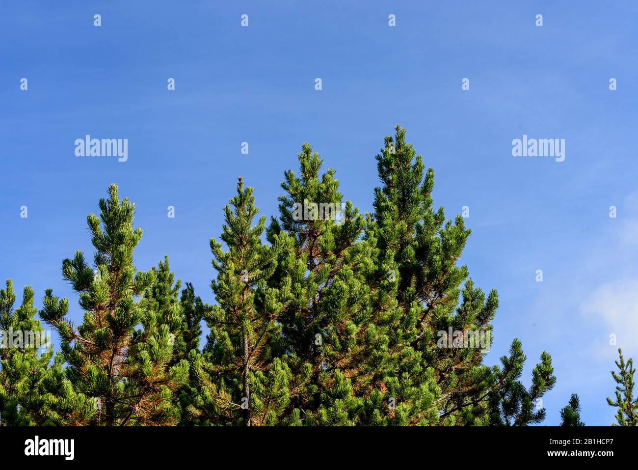 Hauts de pins verts contre ciel bleu. Banque D'Images