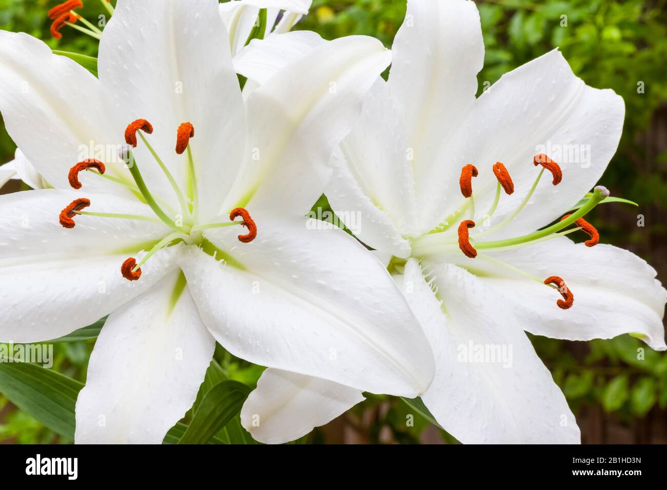 Une tige de lilas orientaux sur un fond naturel. Banque D'Images