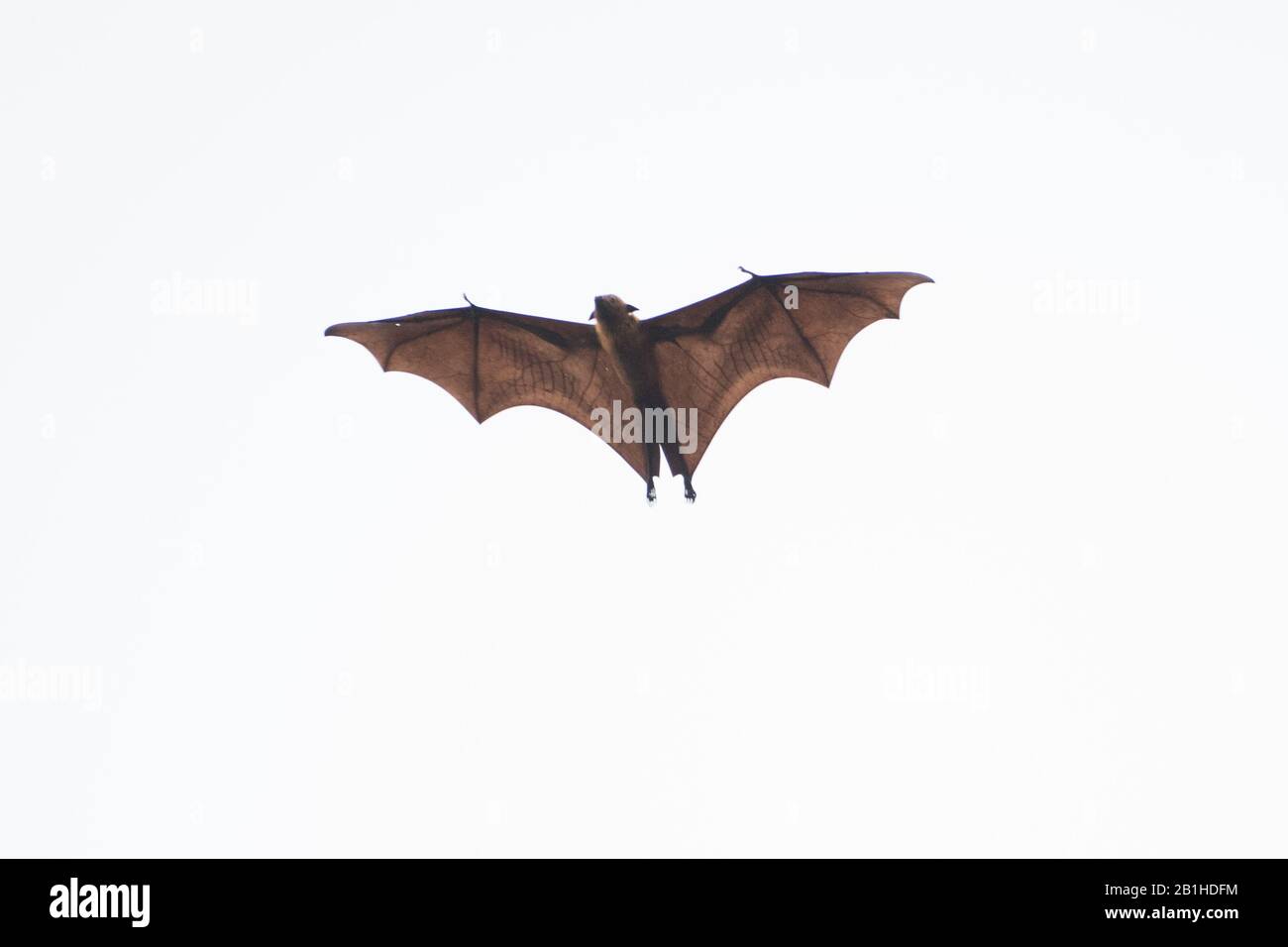 Indian Flying Fox (Pteropus giganticus) en vol au crépuscule au-dessus de Chennai, Tamil Nadu, Inde. Banque D'Images