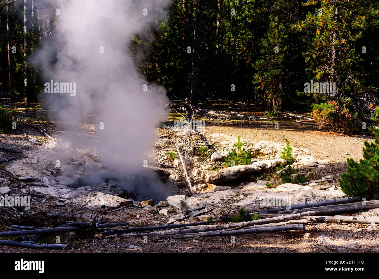 Aérateur à vapeur dans la forêt verte. Banque D'Images