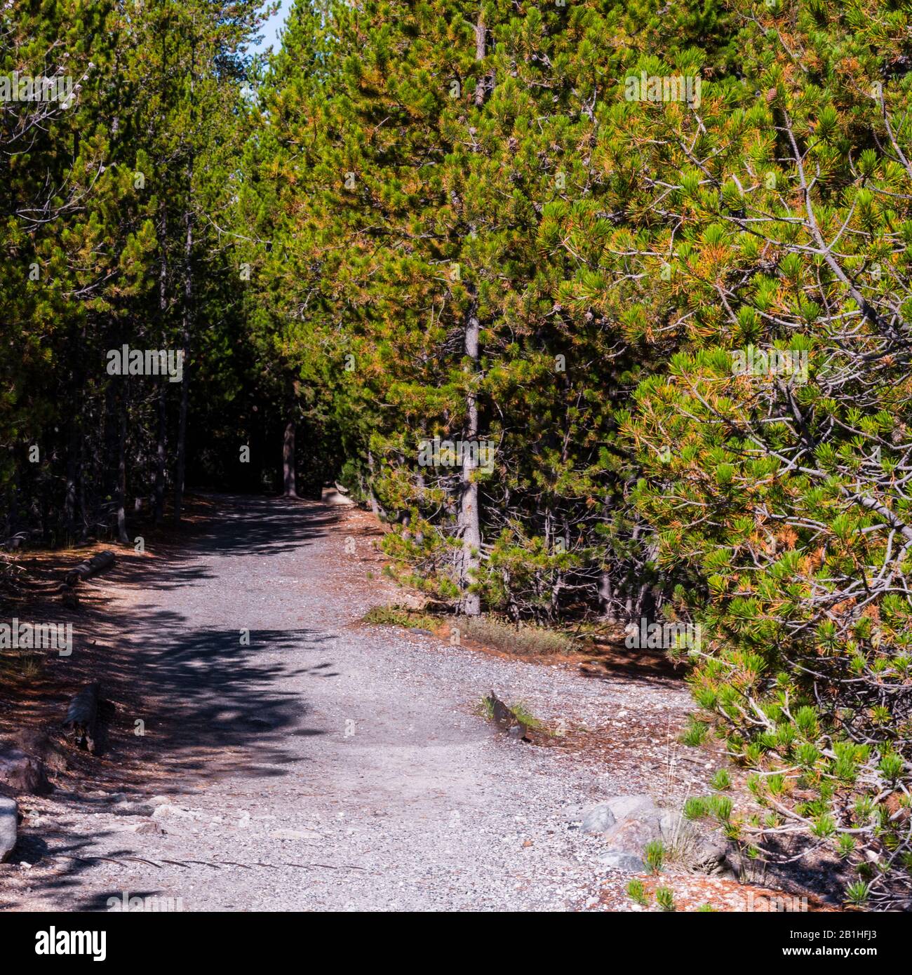 Le sentier de randonnée mène à travers la forêt verte. Banque D'Images