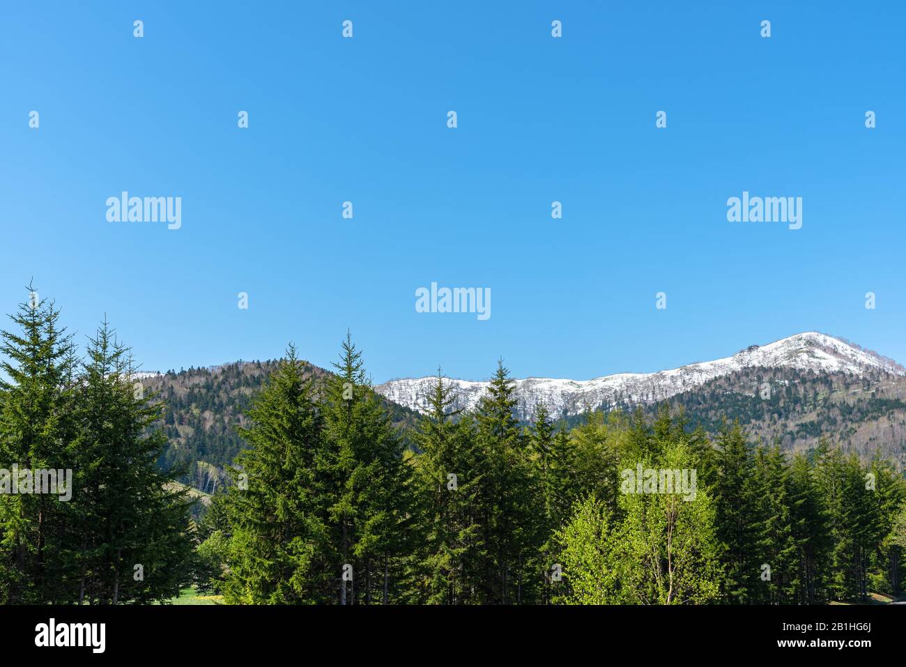 Rangée d'arbres sur le premier plan des montagnes avec vaste ciel bleu sur contexte en journée ensoleillée en été. Nature Paysage, belle vue panoramique sur la campagne Banque D'Images