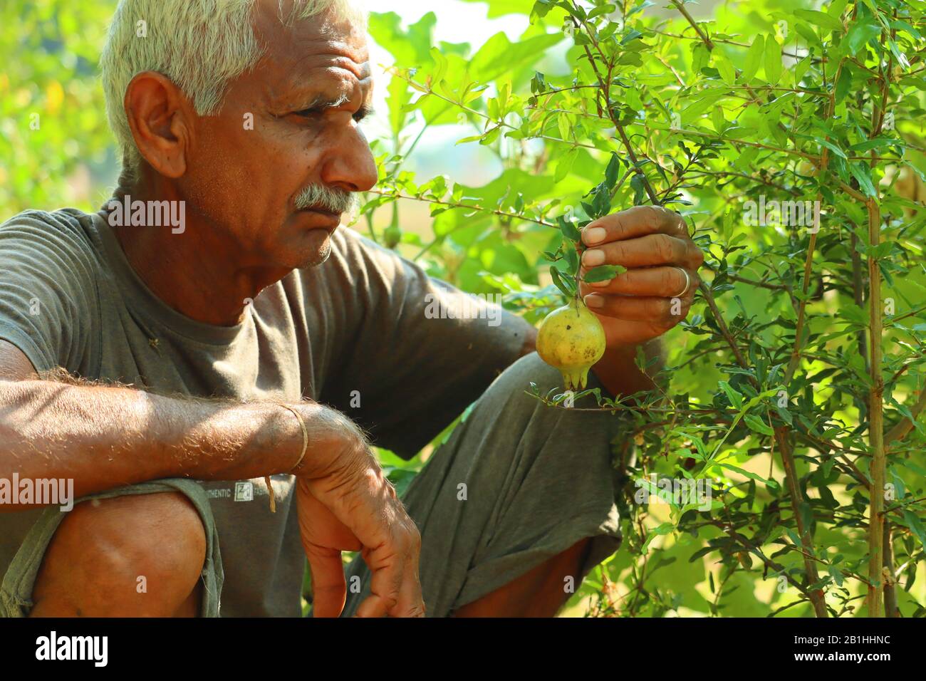 Agriculteur vérifiant et contrôlant le grenade sur l'arbre. Concepts de vie durable, travail à l'extérieur, contact avec la nature, alimentation saine Banque D'Images