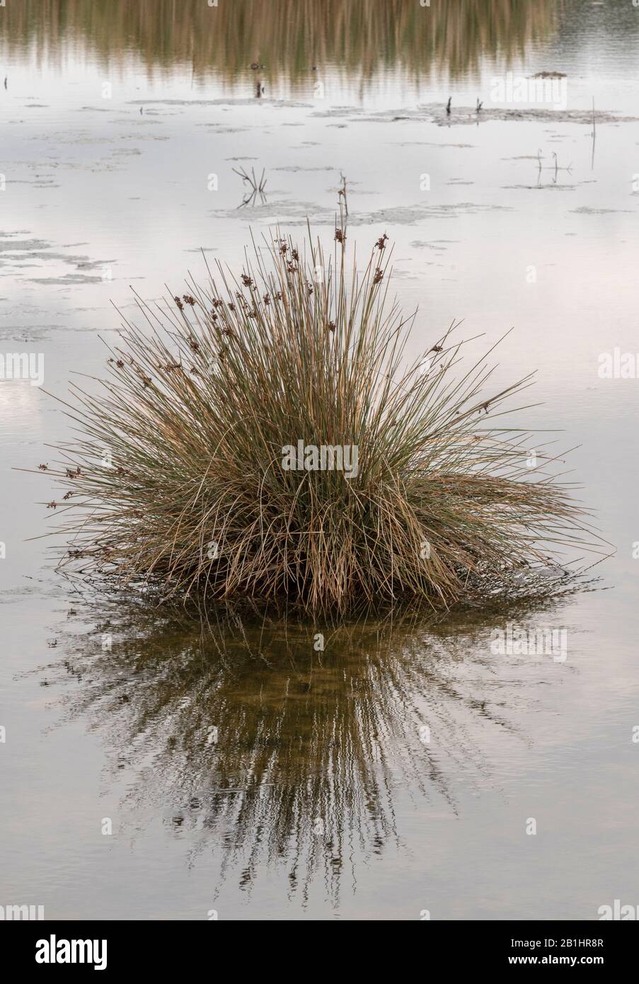 Forte ruée, Juncus acutus, en fleurs et fruits, poussant dans le saltmarsh. Banque D'Images