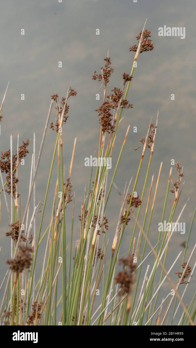 Forte ruée, Juncus acutus, en fleurs et fruits, poussant dans le saltmarsh. Banque D'Images