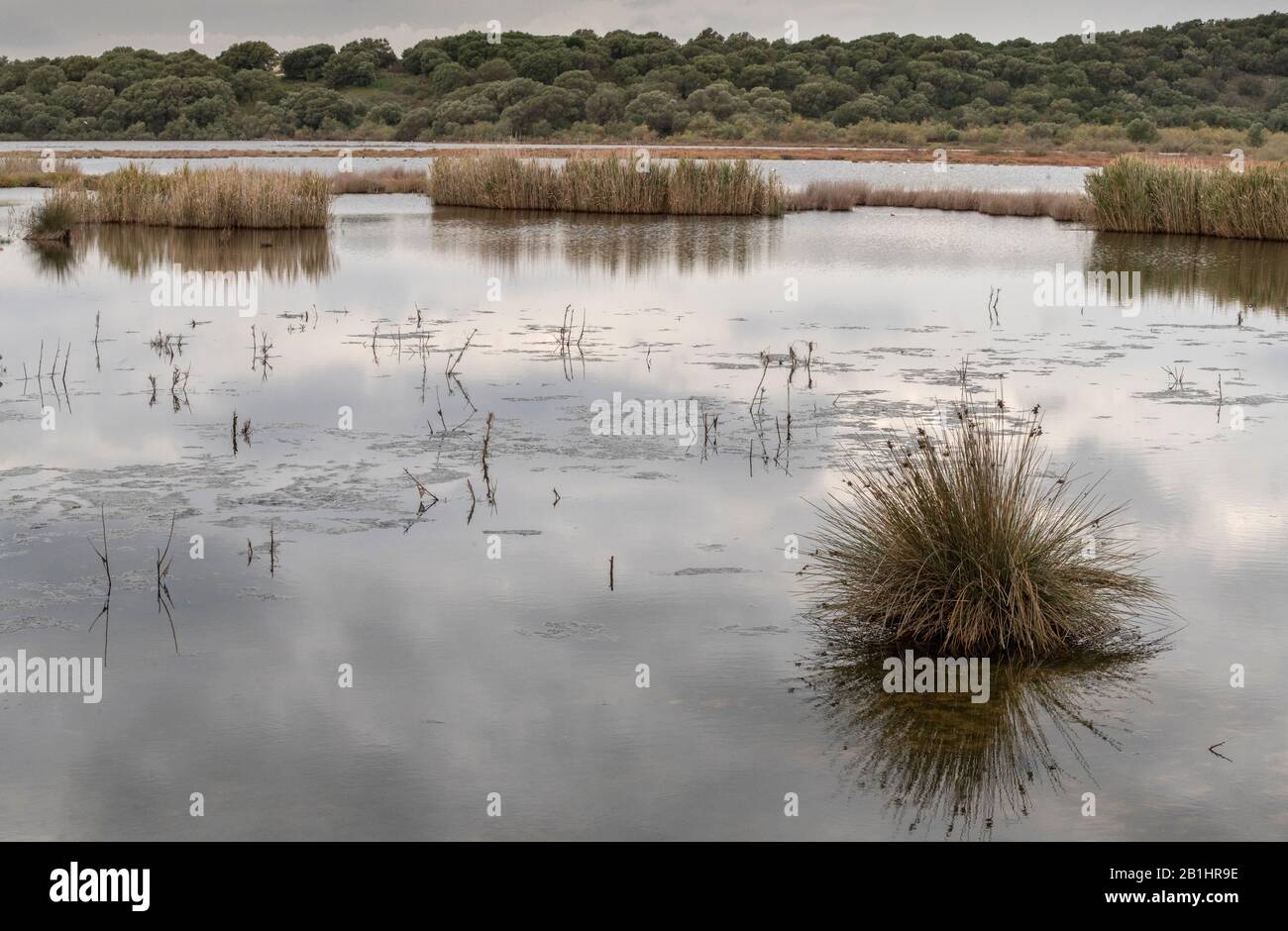 Forte ruée, Juncus acutus, en fleurs et fruits, poussant dans le saltmarsh, Amvrakikos Wetlands National Park, Grèce. Banque D'Images