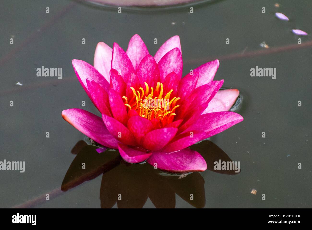Fleur de lotus bleu (Nymphée nouchali). Banque D'Images