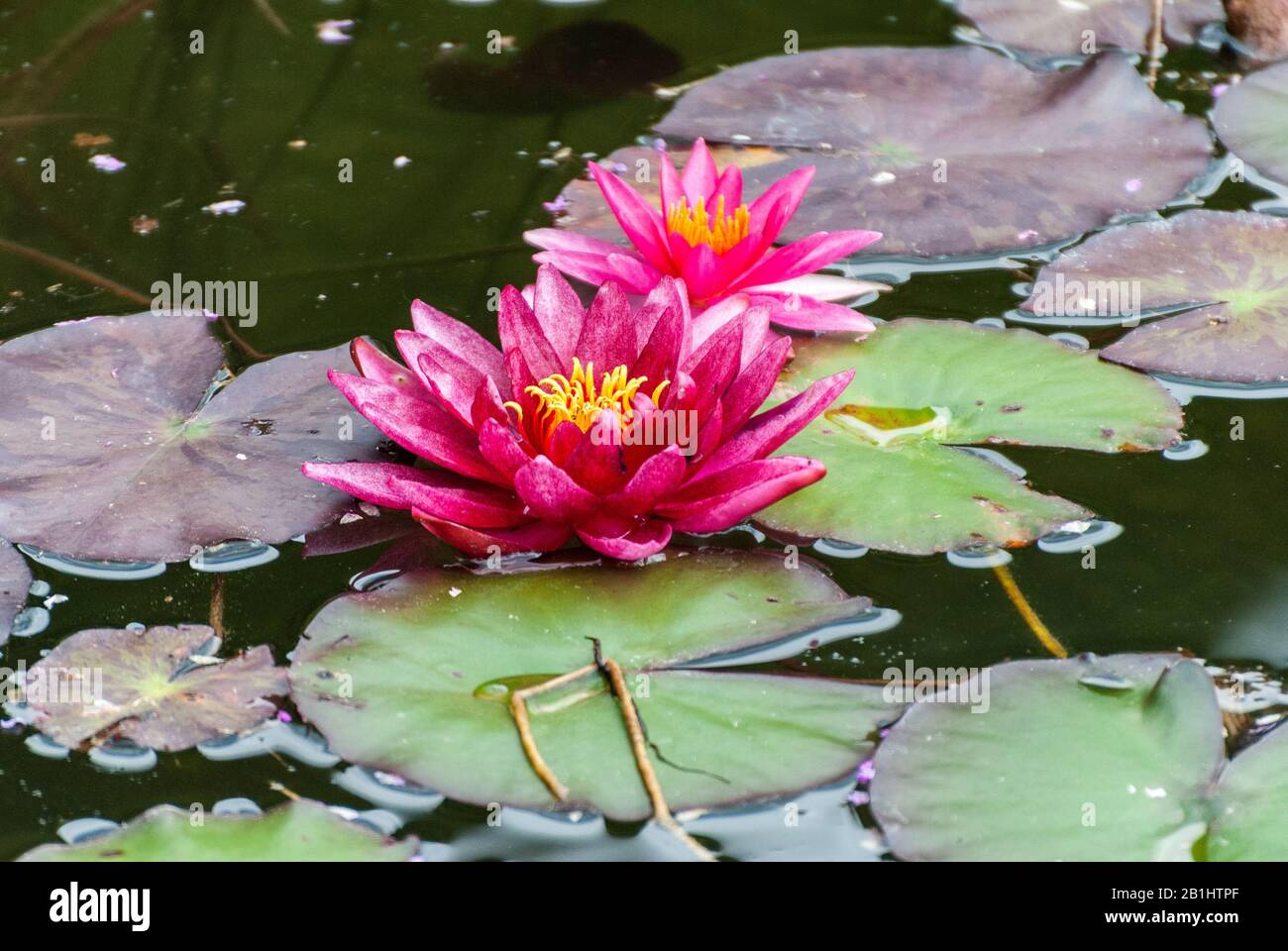 Fleurs et feuilles de lotus bleu (Nymphée nouchali) dans un étang. Banque D'Images