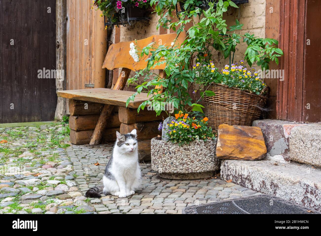 Cour paisible dans la ville médiévale de Quedlinburg en Allemagne, avec chat. Banque D'Images