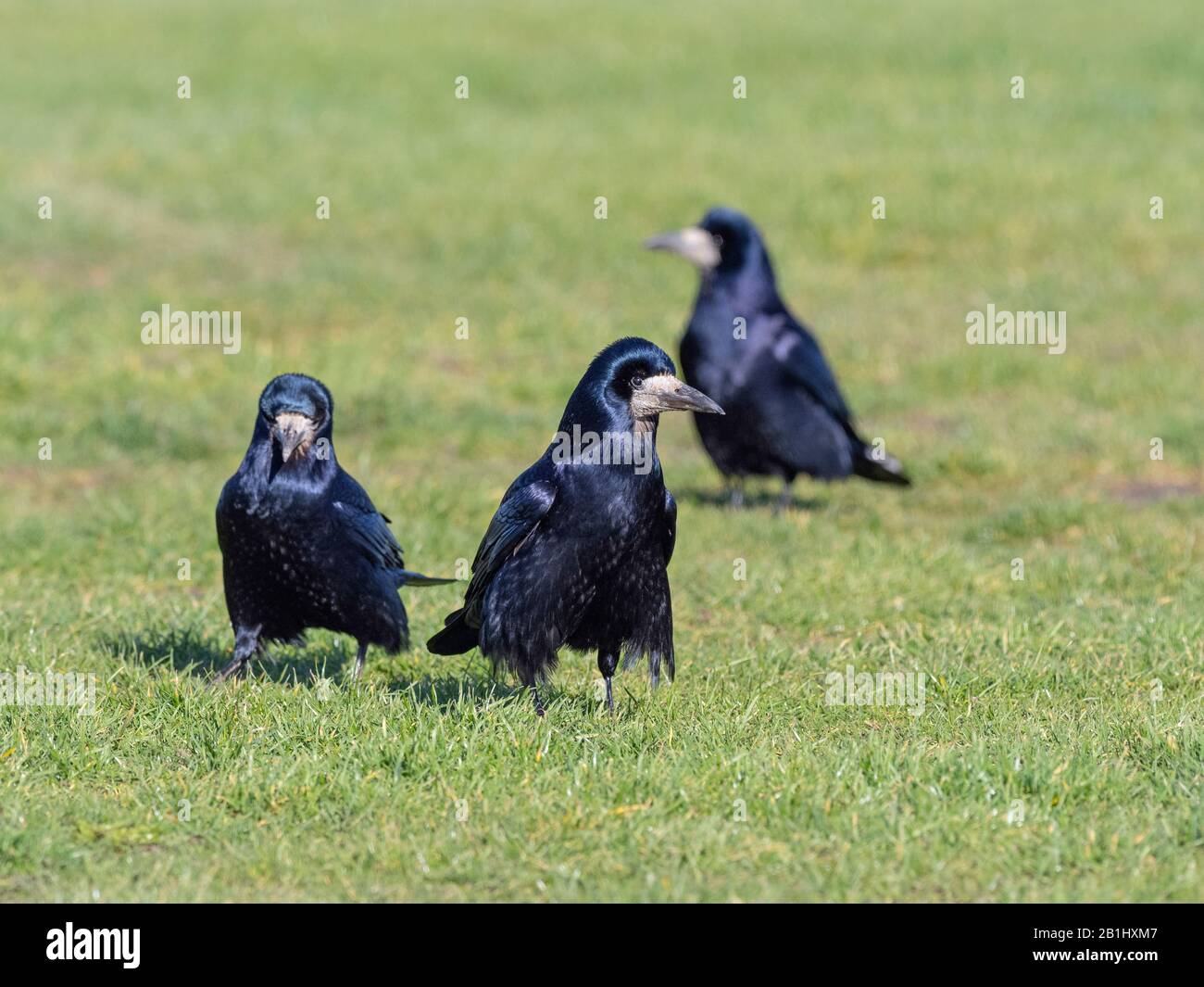 Les corbeaux freux Corvus frugilegus se nourrir dans les prairies east coast Norfolk Banque D'Images