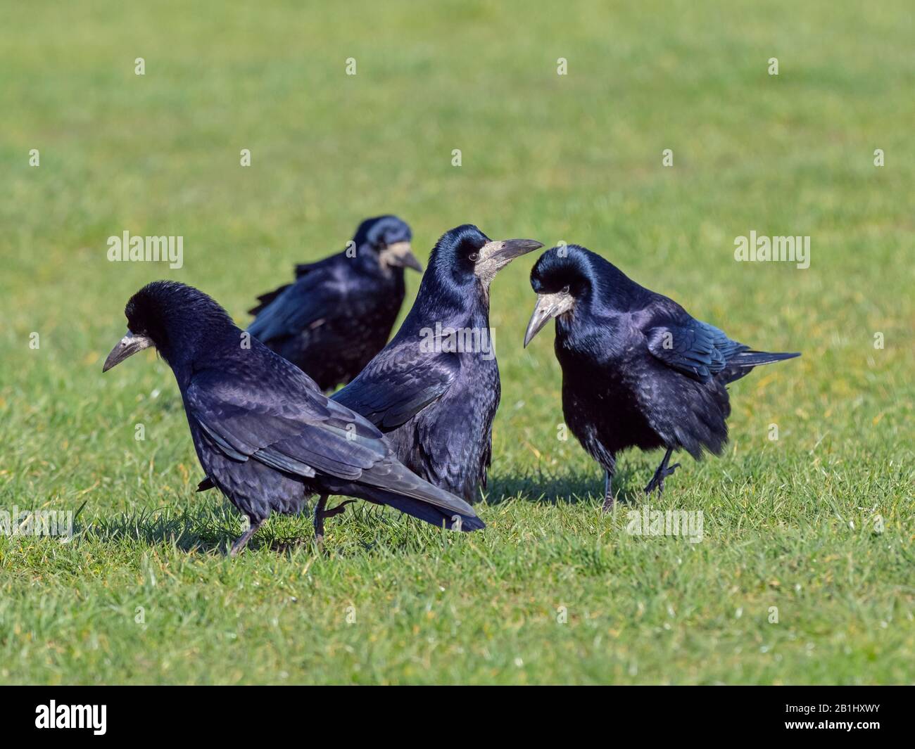 Les corbeaux freux Corvus frugilegus se nourrir dans les prairies east coast Norfolk Banque D'Images