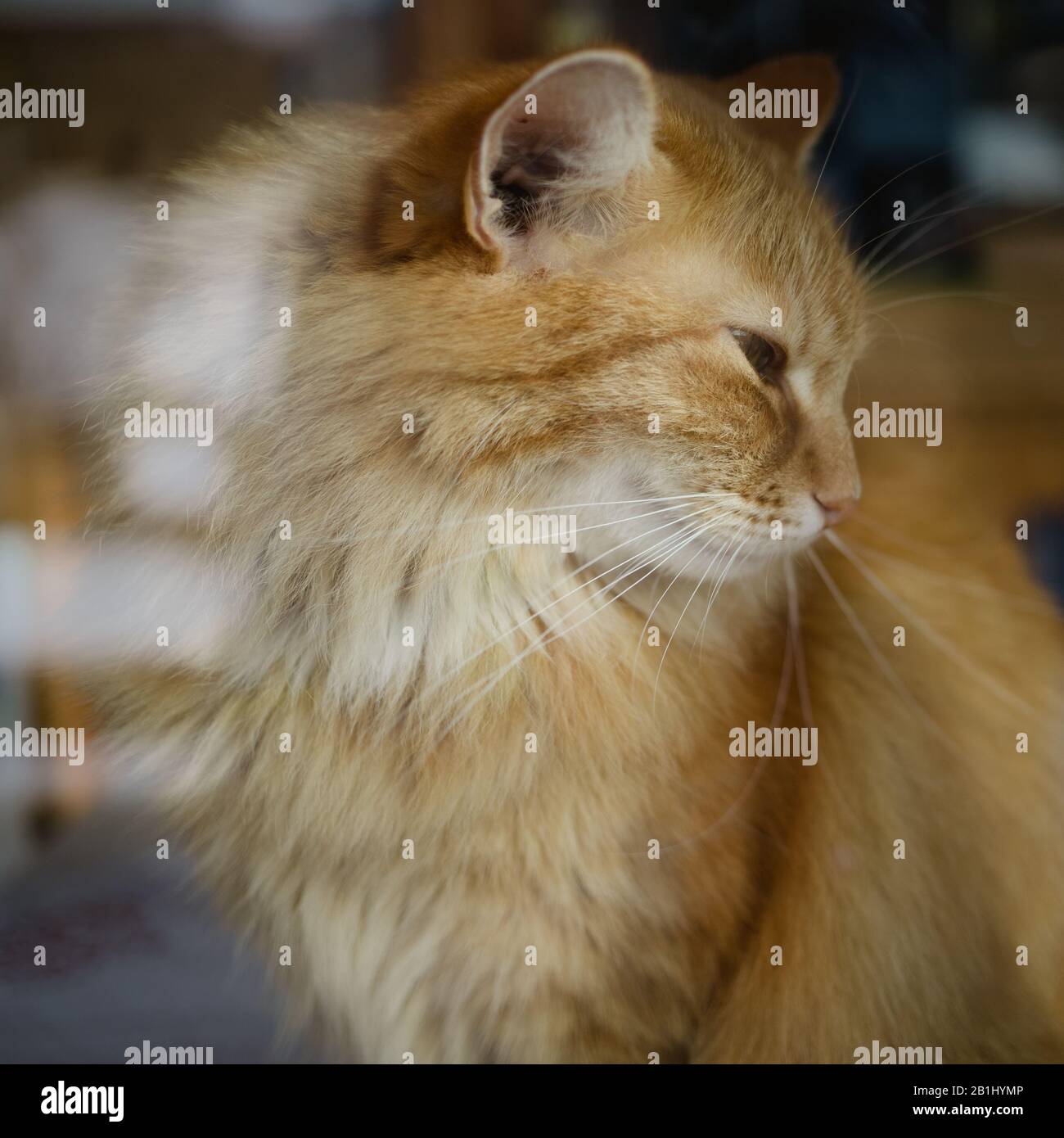 chat longhair assis sur la fenêtre dans le couloir Banque D'Images
