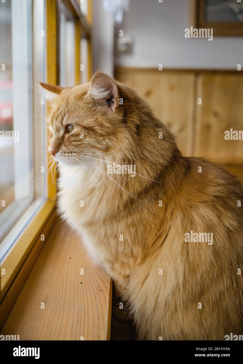 dépeint de chat de cheveux longs assis sur la fenêtre dans le couloir Banque D'Images
