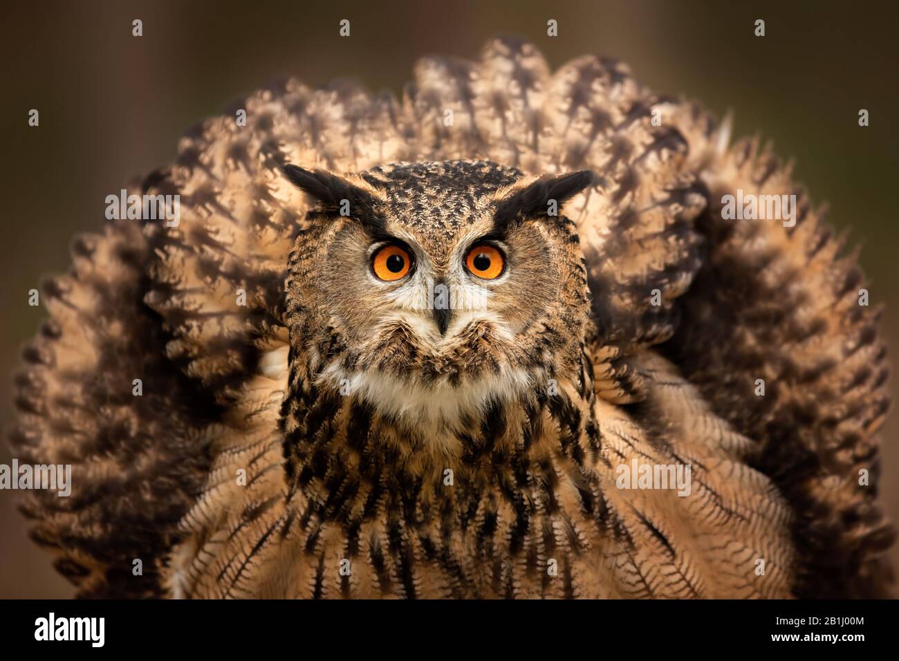 La chouette eurasienne aux yeux orange se fixe à la caméra les plumes brunes ont gonflé dans une balle. Oiseau de proie. Banque D'Images
