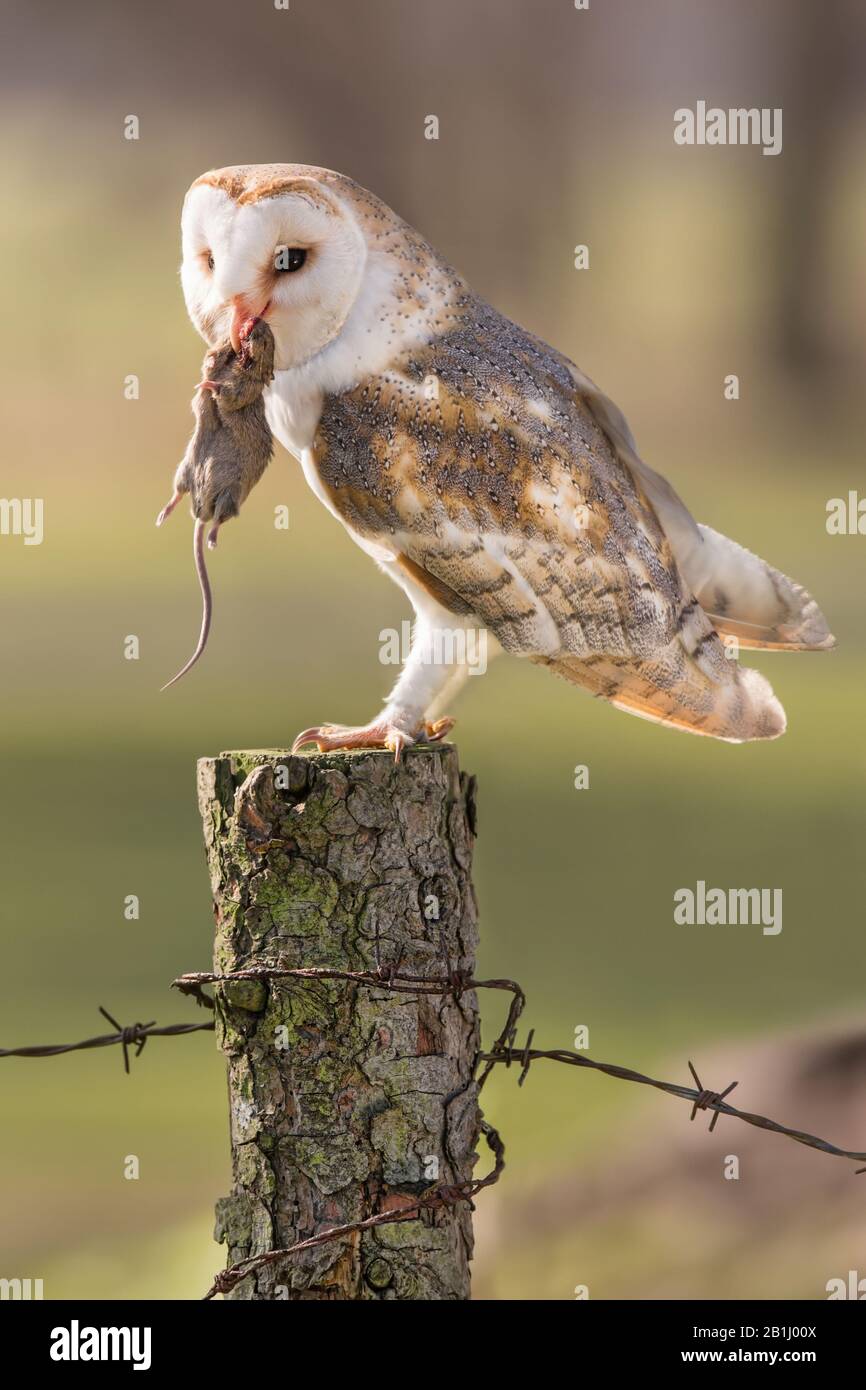 Chouette grange (Tyto Alba) perchée avec une souris. Oiseau blanc de proie avec capture sur un poteau de clôture. Banque D'Images