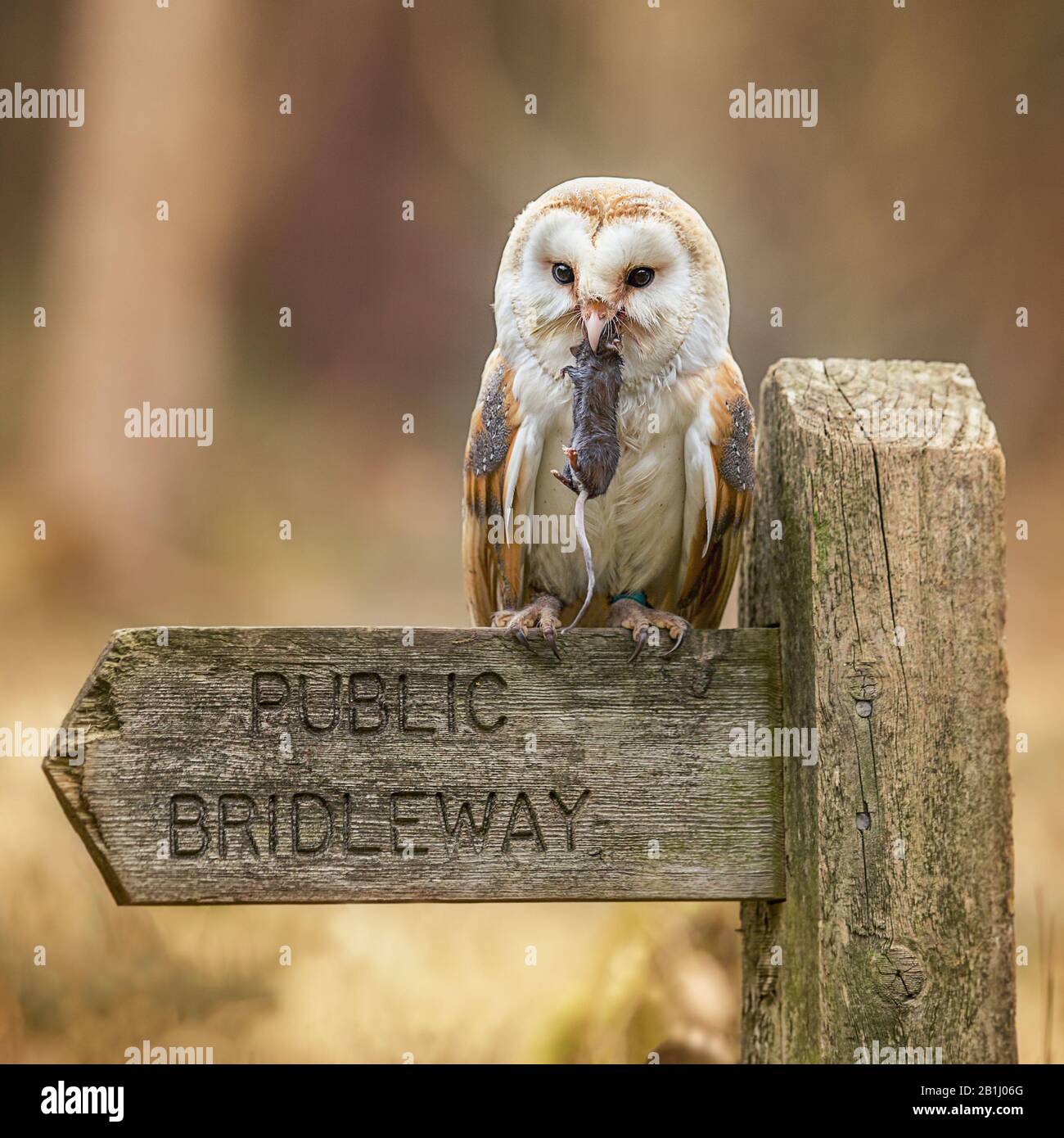 Barn Owl (Tyto Alba) se trouve sur un panneau avec une souris dans son bec. Oiseau de proie signe anglais Banque D'Images