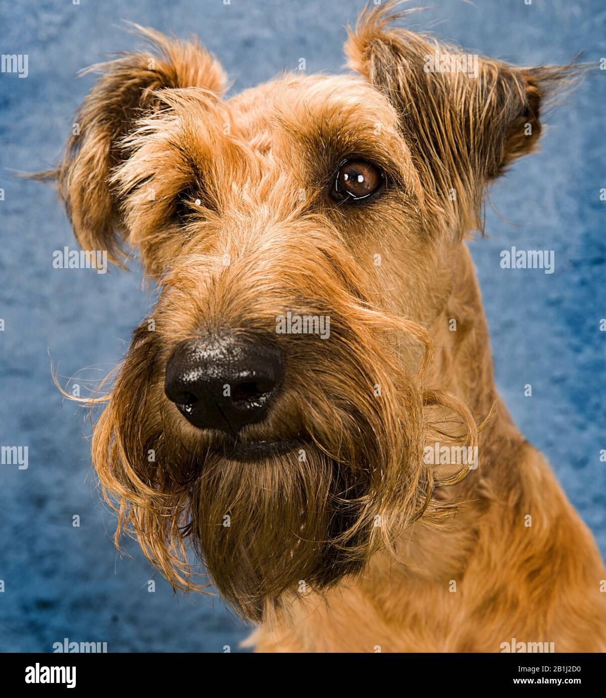 Portrait mignon de chien Photographie d'un terrier irlandais Banque D'Images