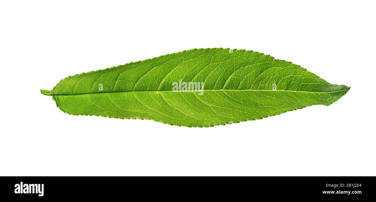 Peach leaf Banque de photographies et d’images à haute résolution Alamy — free download