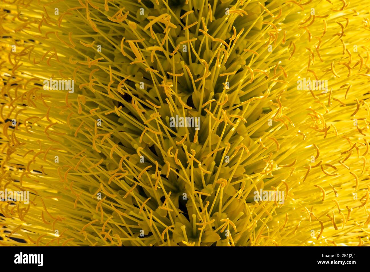 Gros plan, fleurs d'agave jaunes. Dans Le Désert De Sonoran En Arizona. Banque D'Images