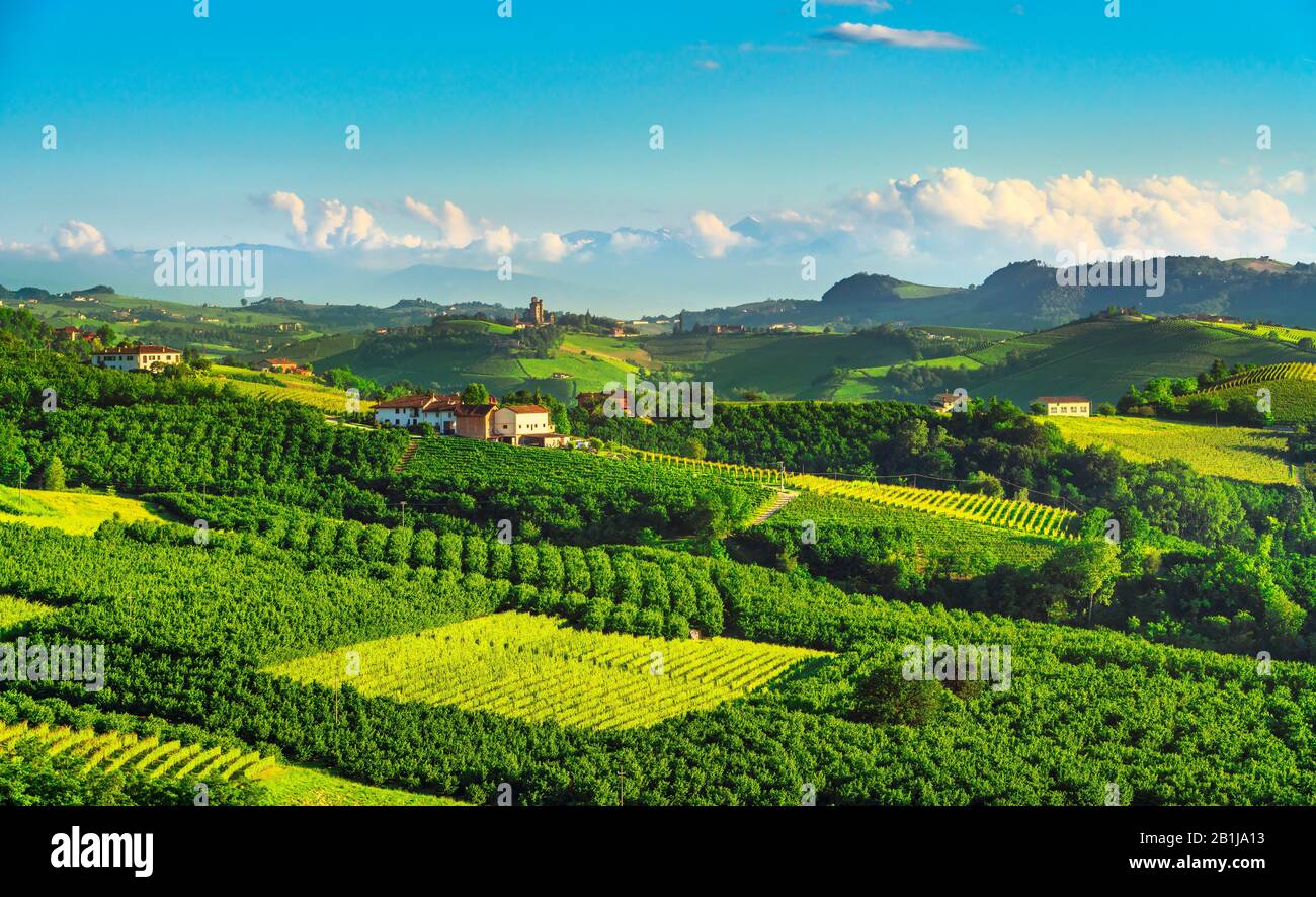 Vignes des Langhe et culture des arbres à noisettes, Serralunga d Alba, site De L'Unesco, Piémont, Italie du Nord Europe. Banque D'Images