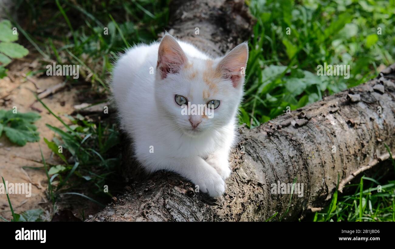 Petit chat blanc allongé sur un arbre Banque D'Images