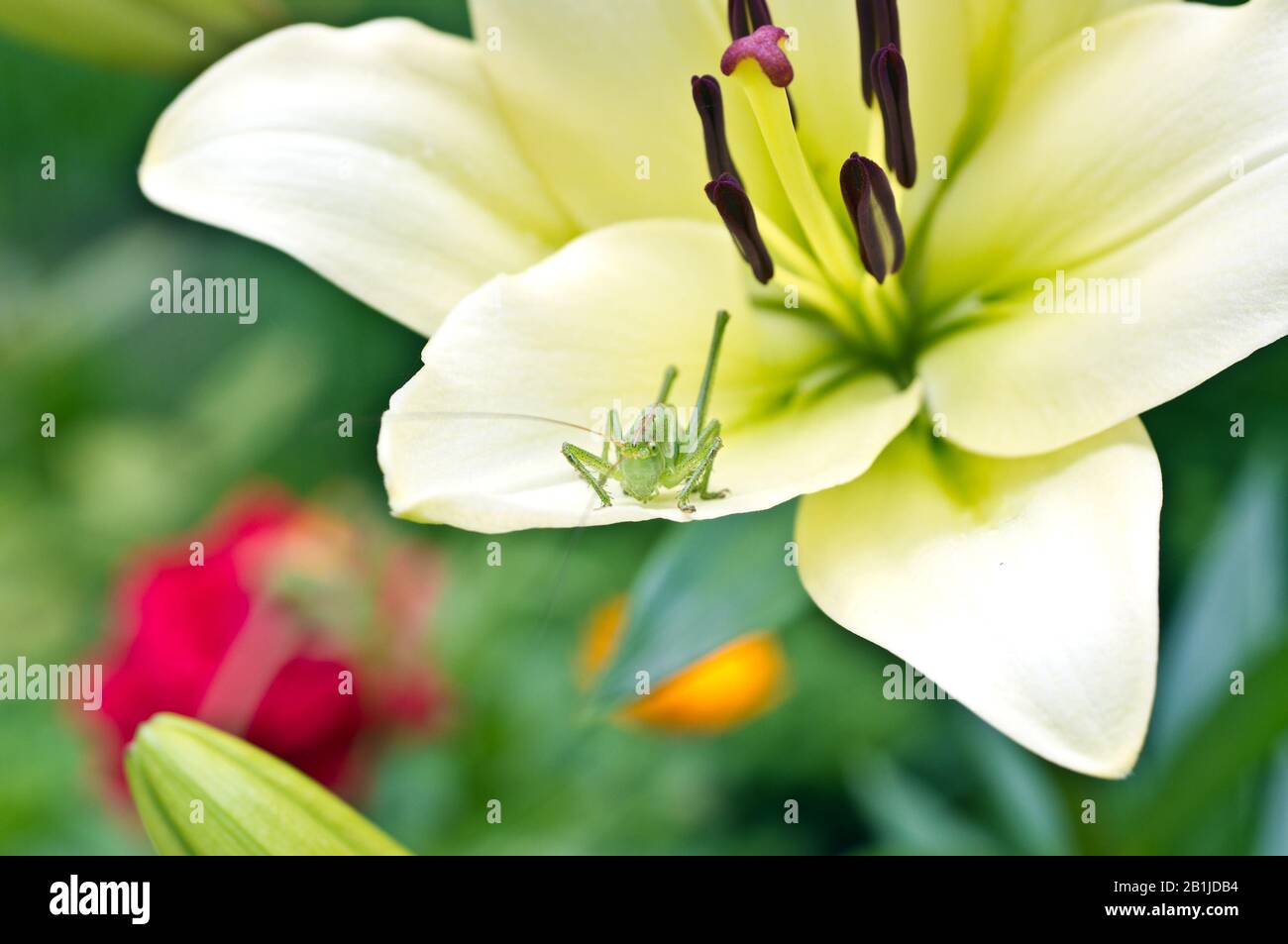 Fleur de Lily sur un fond d'herbe verte. Sauterelle sur un pétale de lys. Bel arrière-plan d'été. Macro Banque D'Images